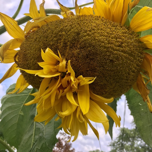 Meet your Posher, Florence - Picture 2 of 5